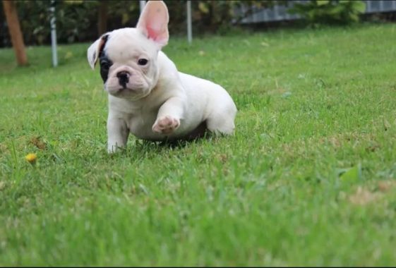 20+ Foods French Bulldogs Go Crazy For - The Paws