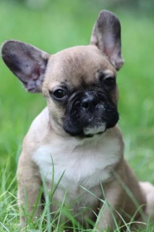 33+ Things French Bulldogs Don’t Like - The Paws