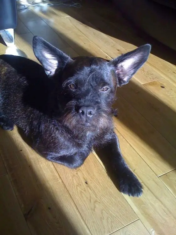 Best French Bulldog Poodle Mix For Sale  Learn more here 