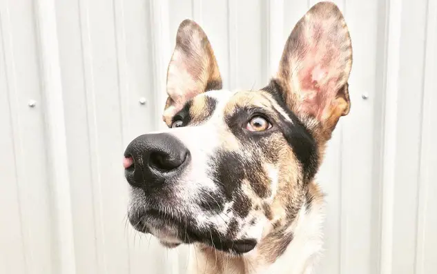 18 German Shepherds Mixed With Great Dane The Paws