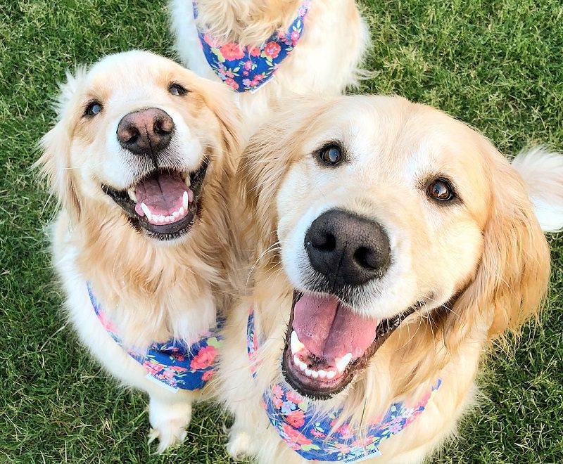 12 Signs You are a Crazy Golden Retriever Person - The Paws