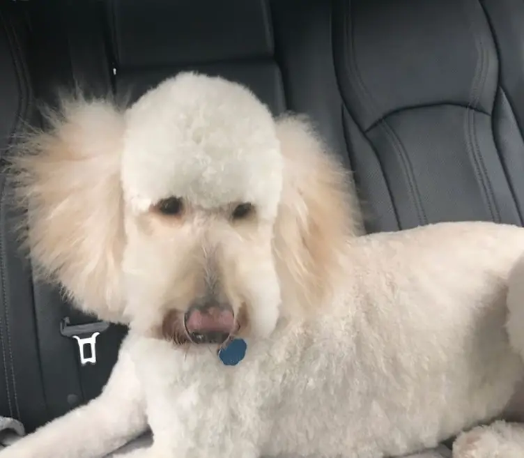 20 Best Goldendoodle Haircut Pictures The Paws