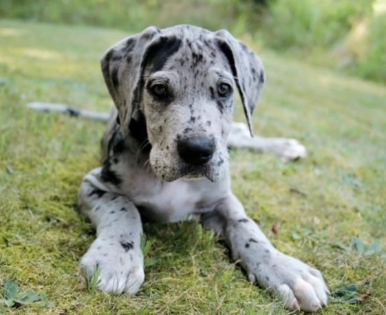 35+ Things Great Danes Don’t Like - The Paws