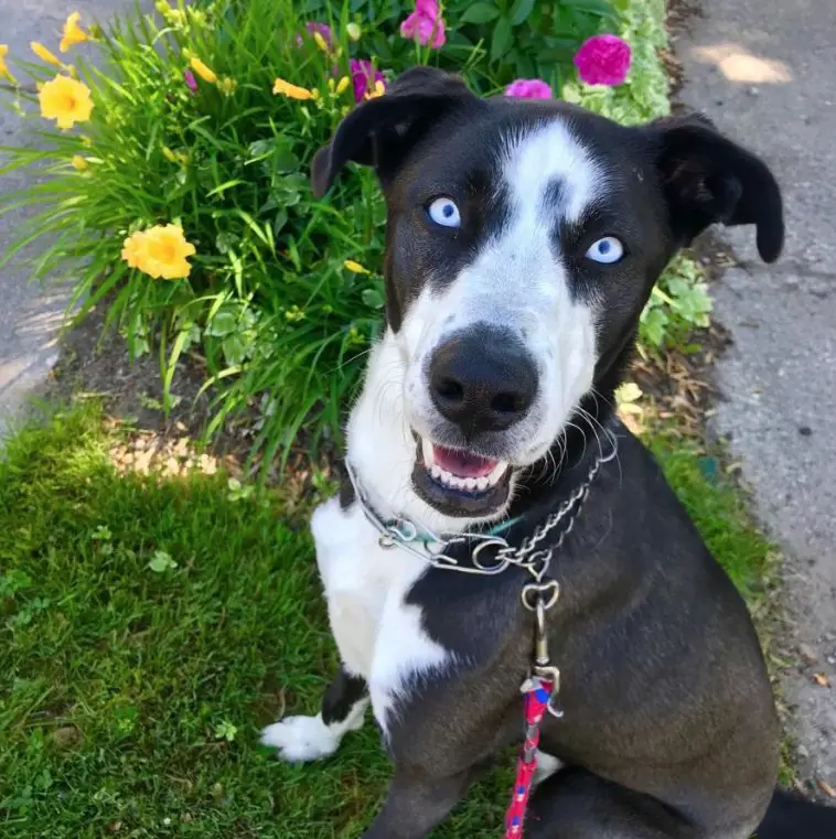 20 Huskies Mixed With Great Dane The Paws