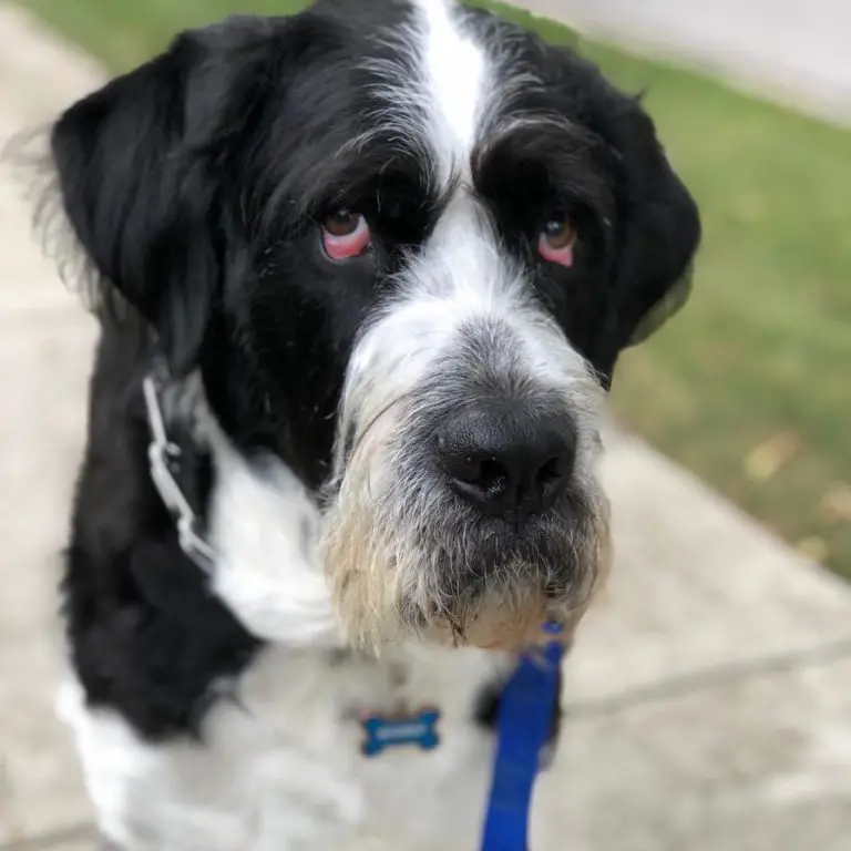 33 Poodles Mixed With Great Dane Page 4 Of 7 The Paws   Great Dane Poodle Mix Crossbreed 12 768x768 