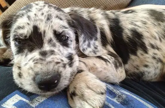 33 Poodles Mixed With Great Dane The Paws   Great Dane Poodle Puppy 