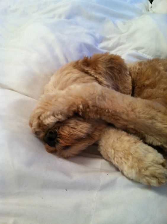 The 19 Cutest Sleeping Labradoodles On The Internet - The Paws