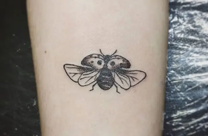 Cute little black  grey ladybug  Drunk Monkey Tattoos  Facebook