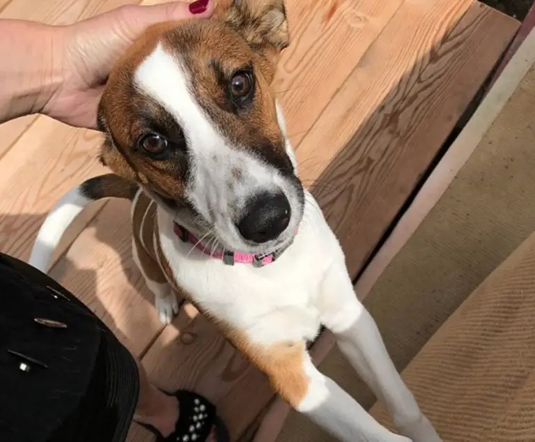 21 Cutest Long Legged Jack Russell Pictures Ever – Page 3 – The Paws