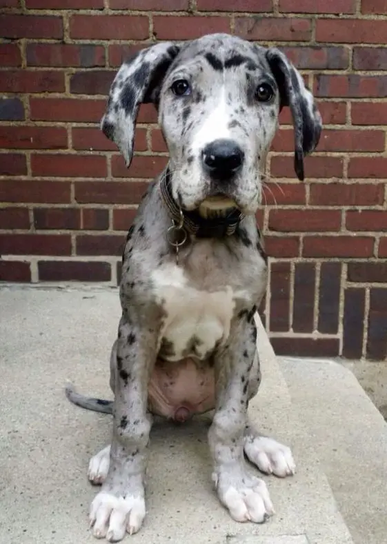 25 Cute Pictures Of Merle Great Danes Page 4 Of 5 The Paws