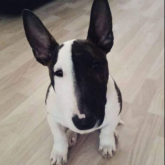 bull terrier merle