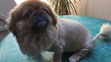 Pekingese Haircuts Styles