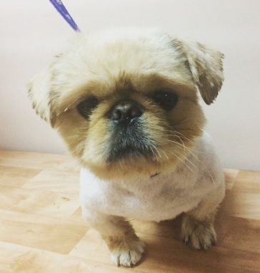 18 Best Pekingese Haircuts for Dog Lovers | Page 3 of 6 | The Paws