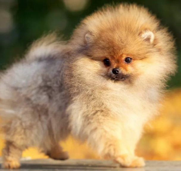 25+ Things Pomeranian Dogs Don’t Like - The Paws