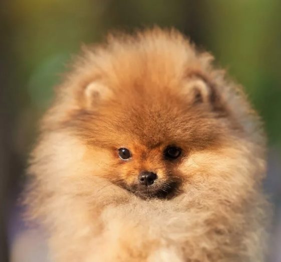 25+ Things Pomeranian Dogs Don’t Like - The Paws