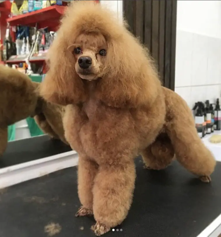 poodle mix haircuts