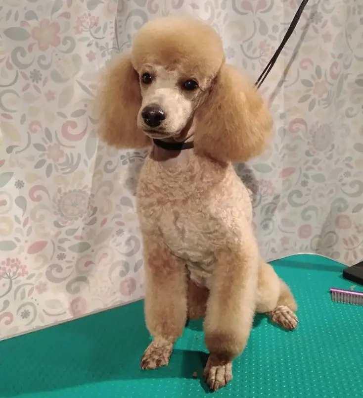 Poodle Haircut 27 