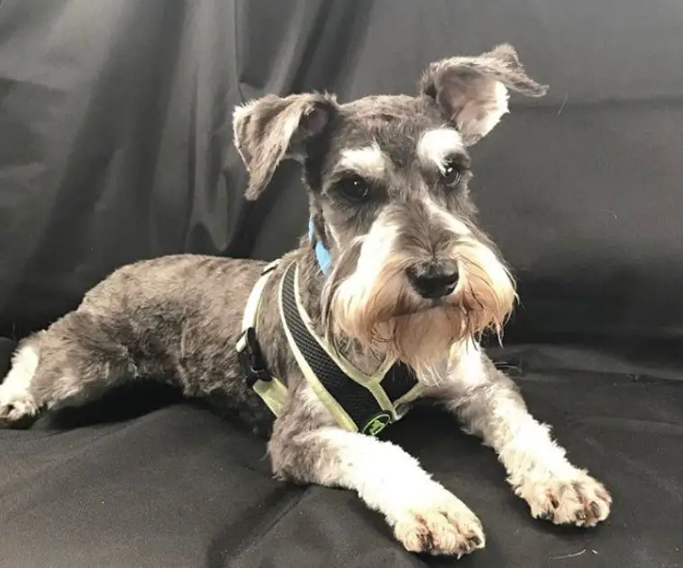 20 Best Schnauzer Haircuts for Dog Lovers | Page 3 of 8 | The Paws