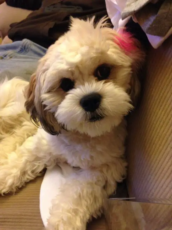 25 Bichon Frises Mixed With Shih Tzu | Page 4 Of 7 | The Paws