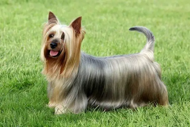 wild hair terrier