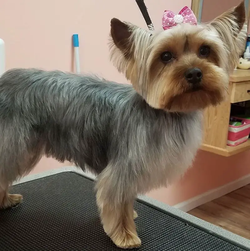 grooming a silverback yorkie for the winter
