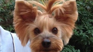 24 Best Yorkie Hairstyles For Males Yorkshire Terrier