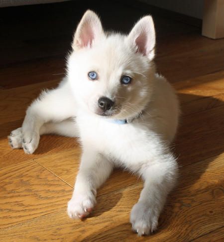 10+ Best Alaskan Klee Kai Dog Names - The Paws
