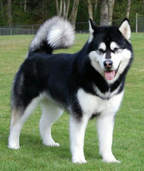 10+ Best Alaskan Malamute Dog Names - The Paws