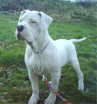 10+ Best American Bulldog Names - The Paws