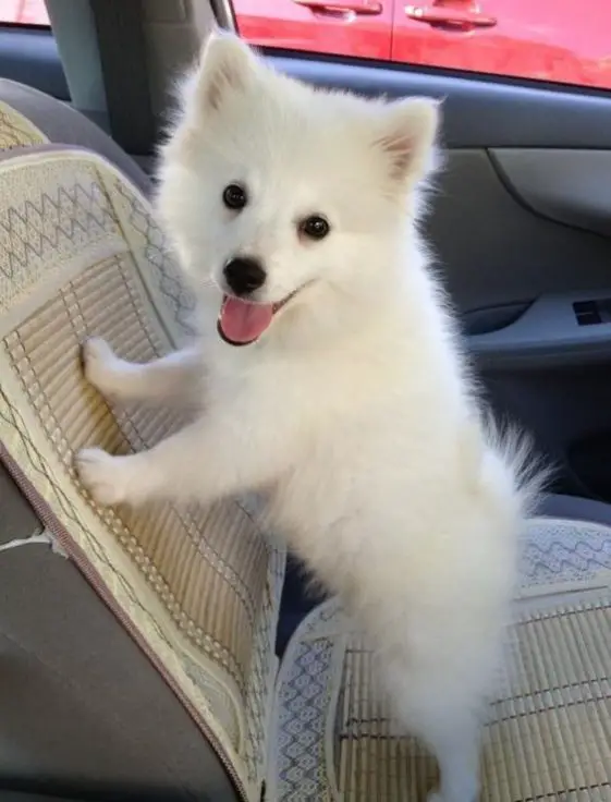 10+ Best American Eskimo Dog Names - The Paws