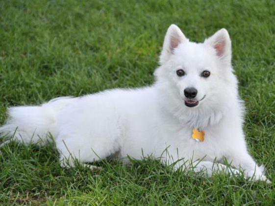 10+ Best American Eskimo Dog Names - The Paws