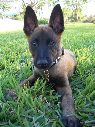 60+ Best Belgian Malinois Dog Names - The Paws