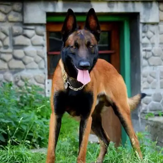 60+ Best Belgian Malinois Dog Names - The Paws