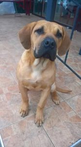 30+ Best Toys for Boerboels - The Paws