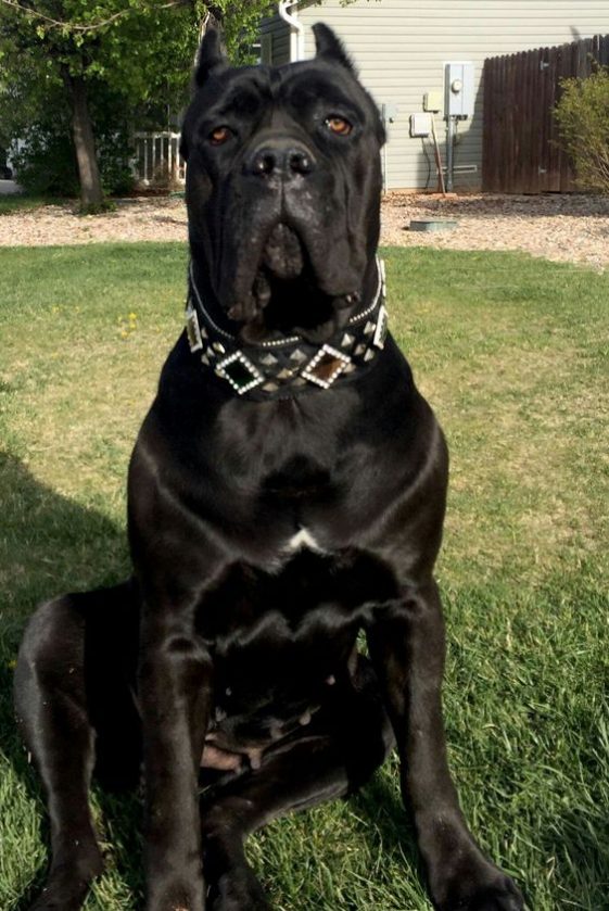 66 Best Cane Corso Dog Names - The Paws