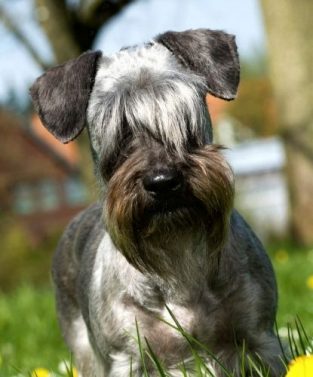 100+ Best Cesky Terrier Dog Names - The Paws