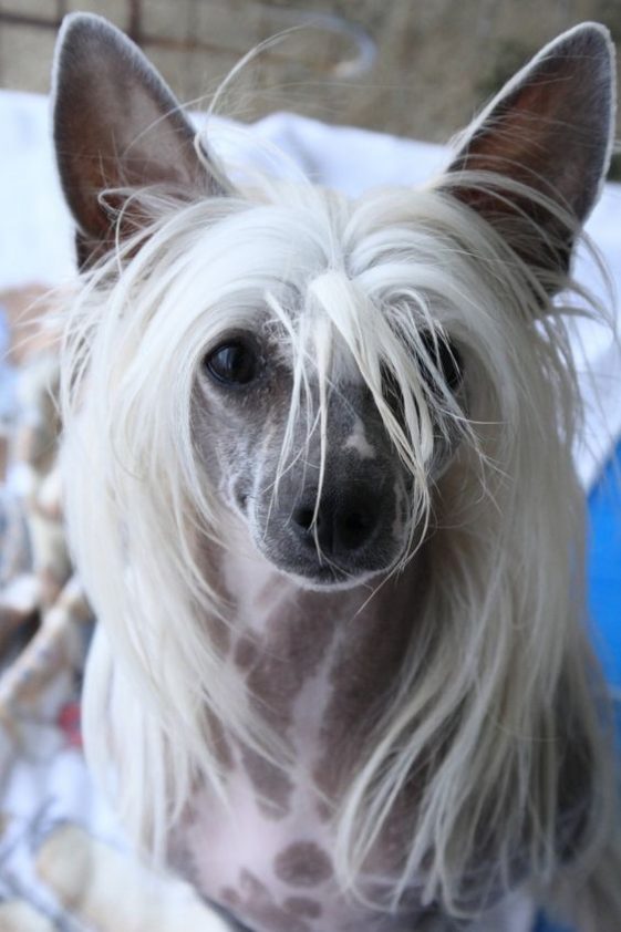 111+ Best Chinese Crested Dog Names - The Paws