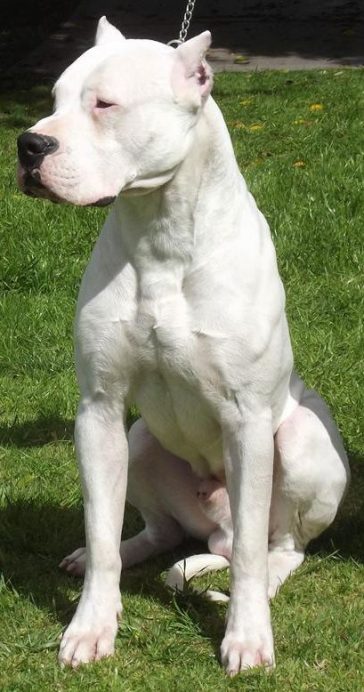 50+ Best Dogo Argentino Dog Names - The Paws