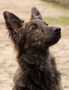 111+ Best Dutch Shepherd Dog Names - The Paws