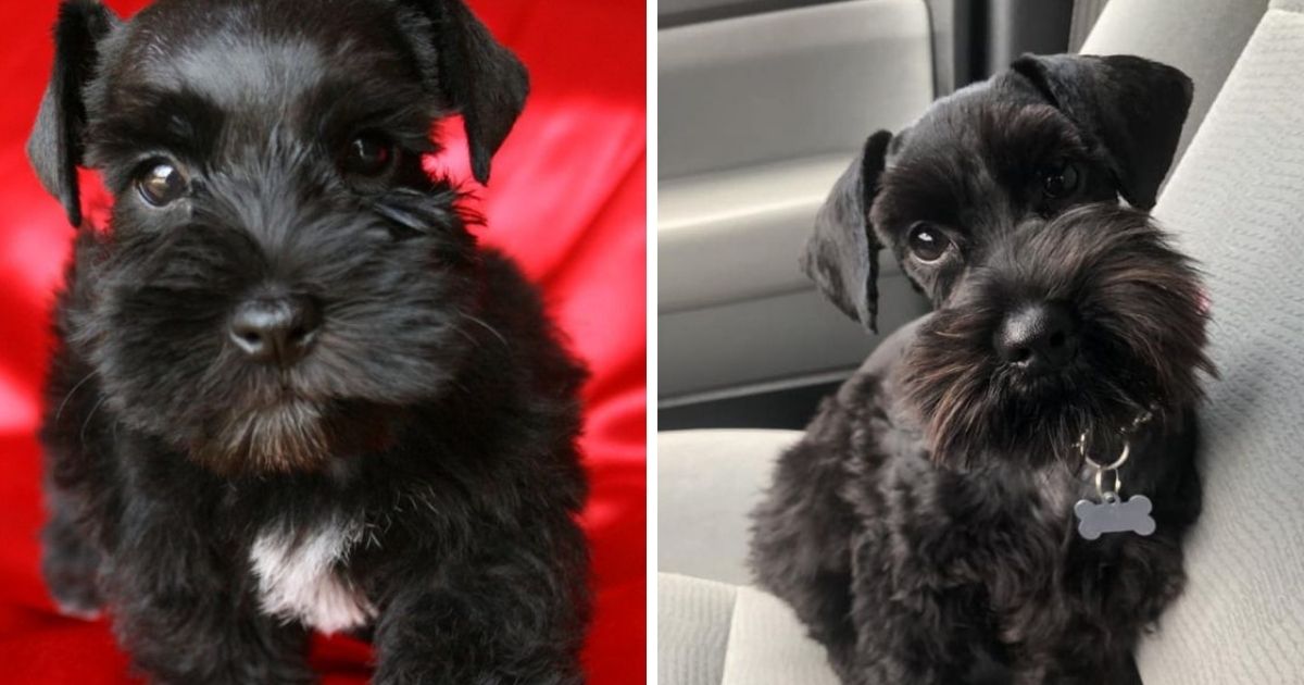 The 24 Cutest Pictures of Black Miniature Schnauzers - The Paws