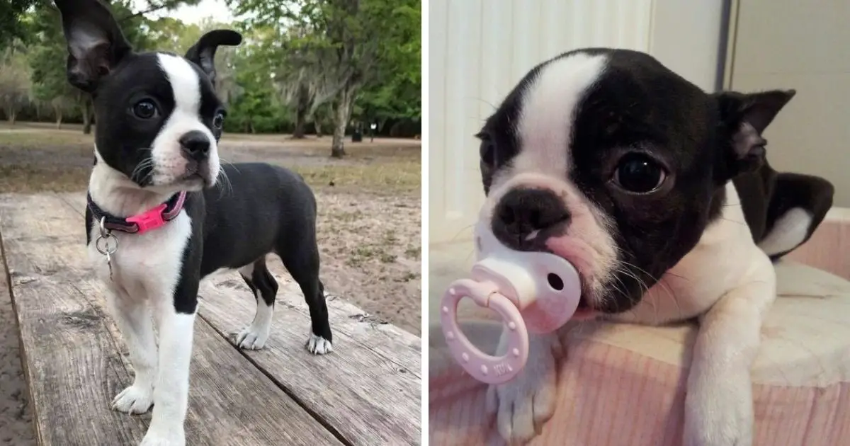 13 Signs You Are A Crazy Boston Terrier Person - The Paws