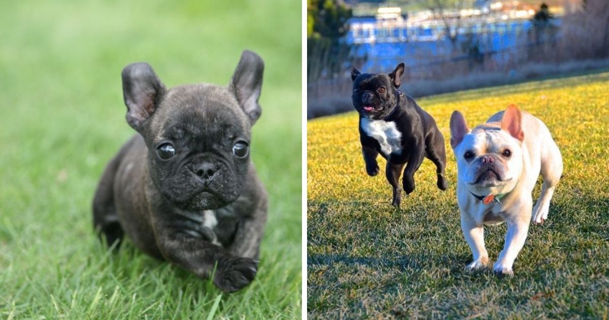 21 French Bulldogs That Will Happily Go On A Run - The Paws