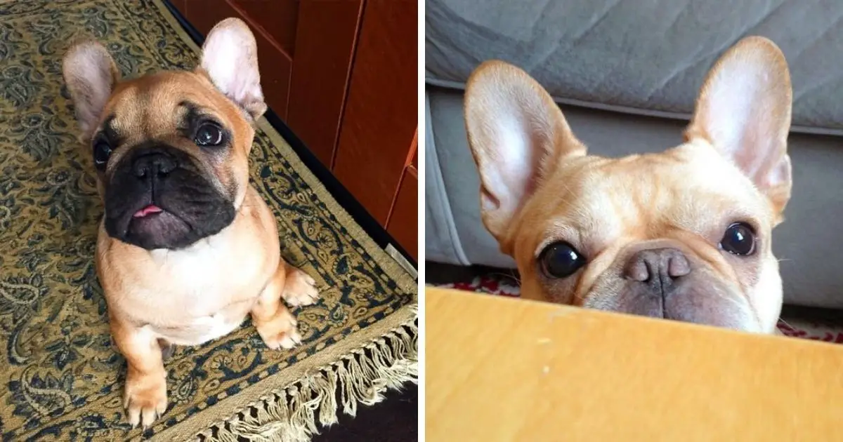 8 Problems Only French Bulldog Owners Will Understand - The Paws