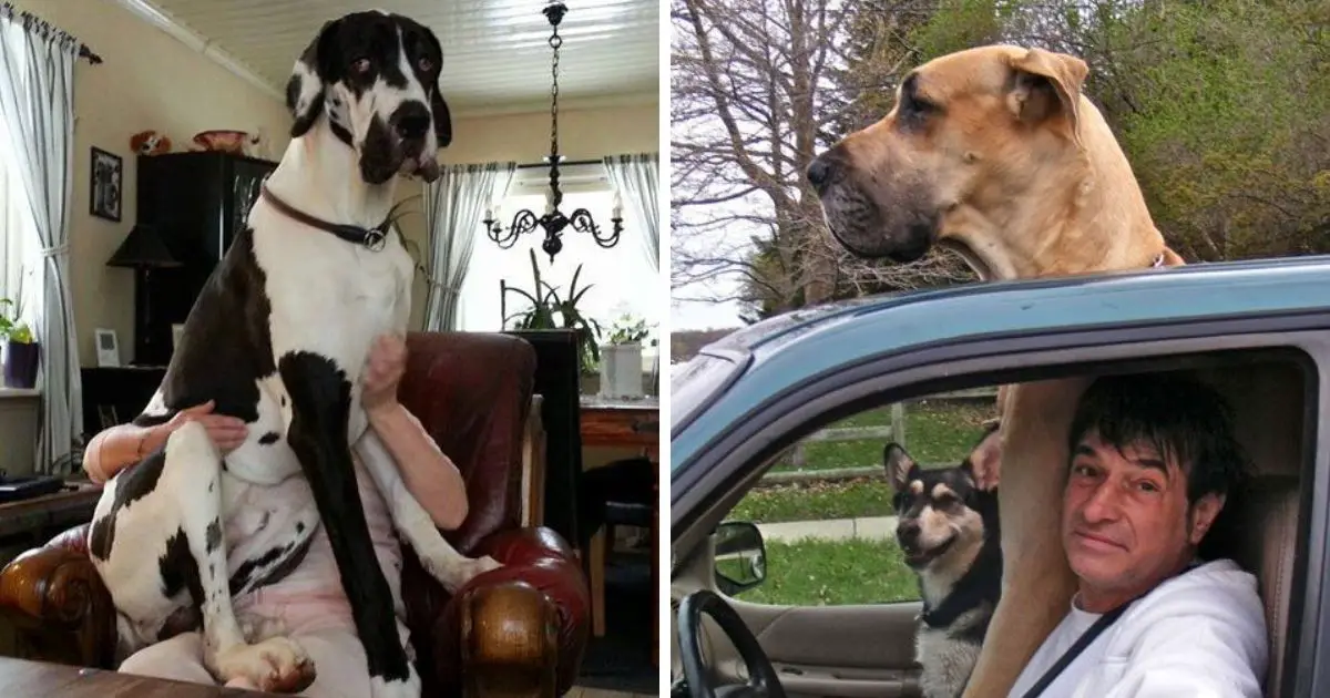 9 Problems Only Great Dane Owners Will Understand The Paws 0929