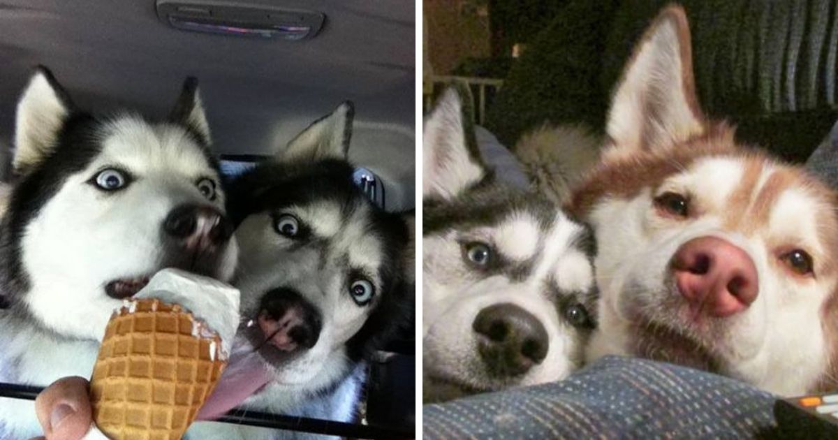 14 Reasons Why You Should Never Own Huskies - The Paws