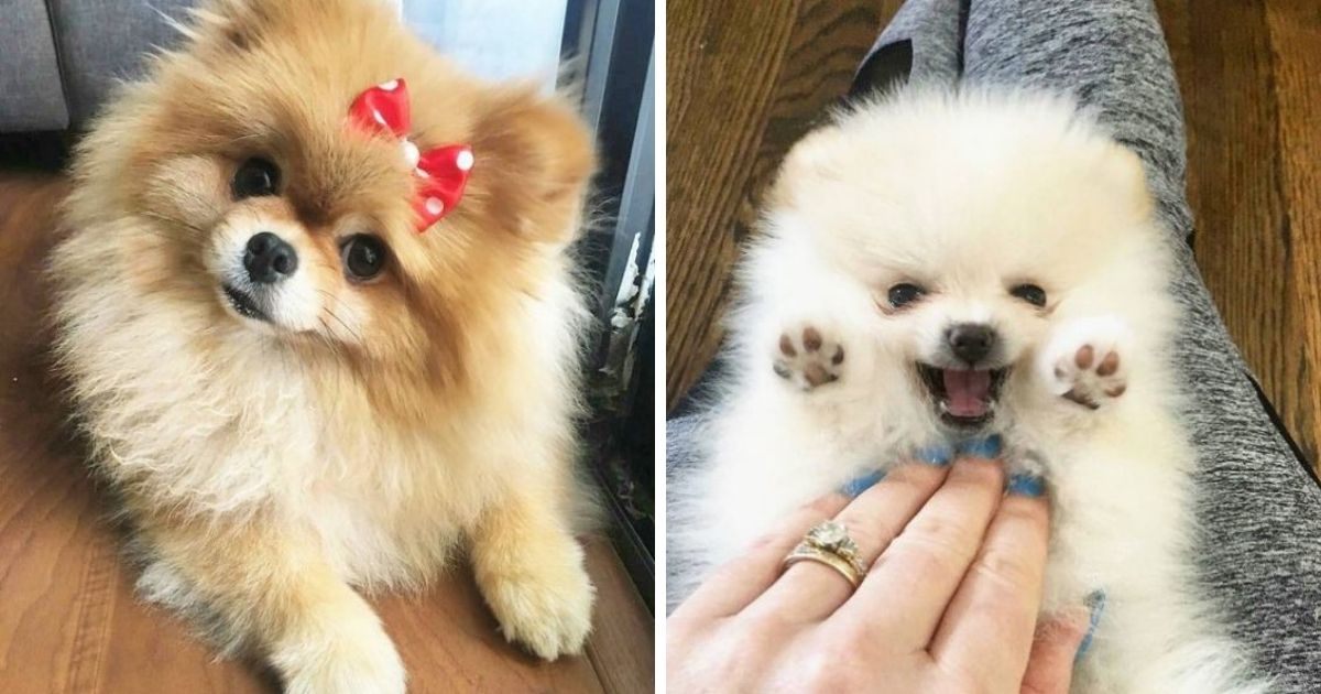 14 Reasons Pomeranians Are Not The Friendly Dogs Everyone Says They Are ...