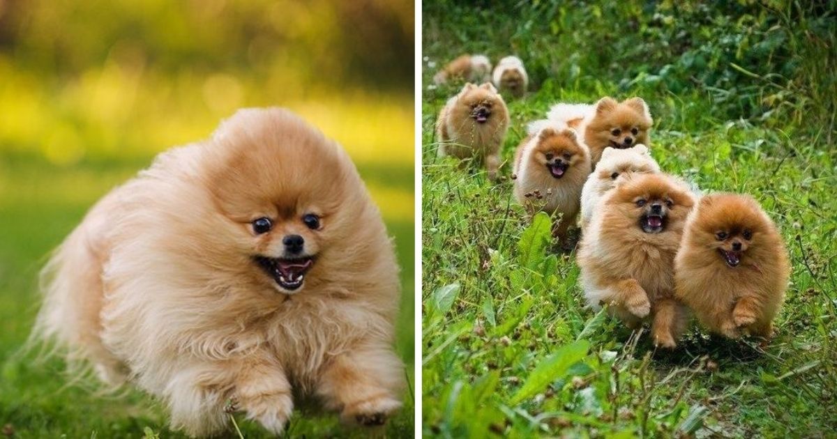 19 Pomeranians That Will Happily Go On A Run - The Paws