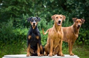 100+ Best German Pinscher Dog Names - The Paws