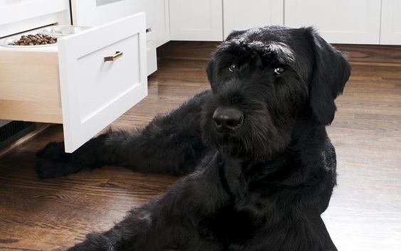 100-best-giant-schnauzer-dog-names-the-paws