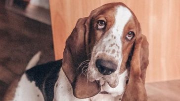 26 Celebrities With Basset Hounds | The Paws